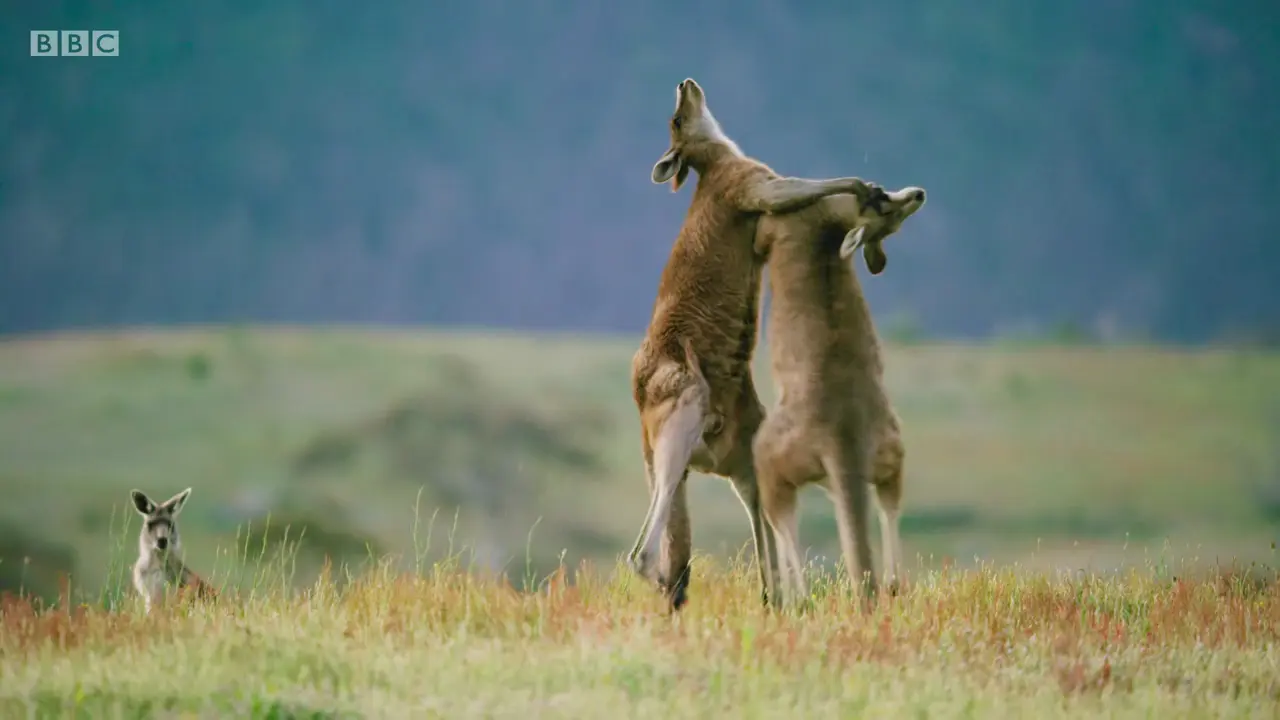 Eastern grey kangaroo (Macropus giganteus giganteus) as shown in The Mating Game - Grasslands: In Plain Sight